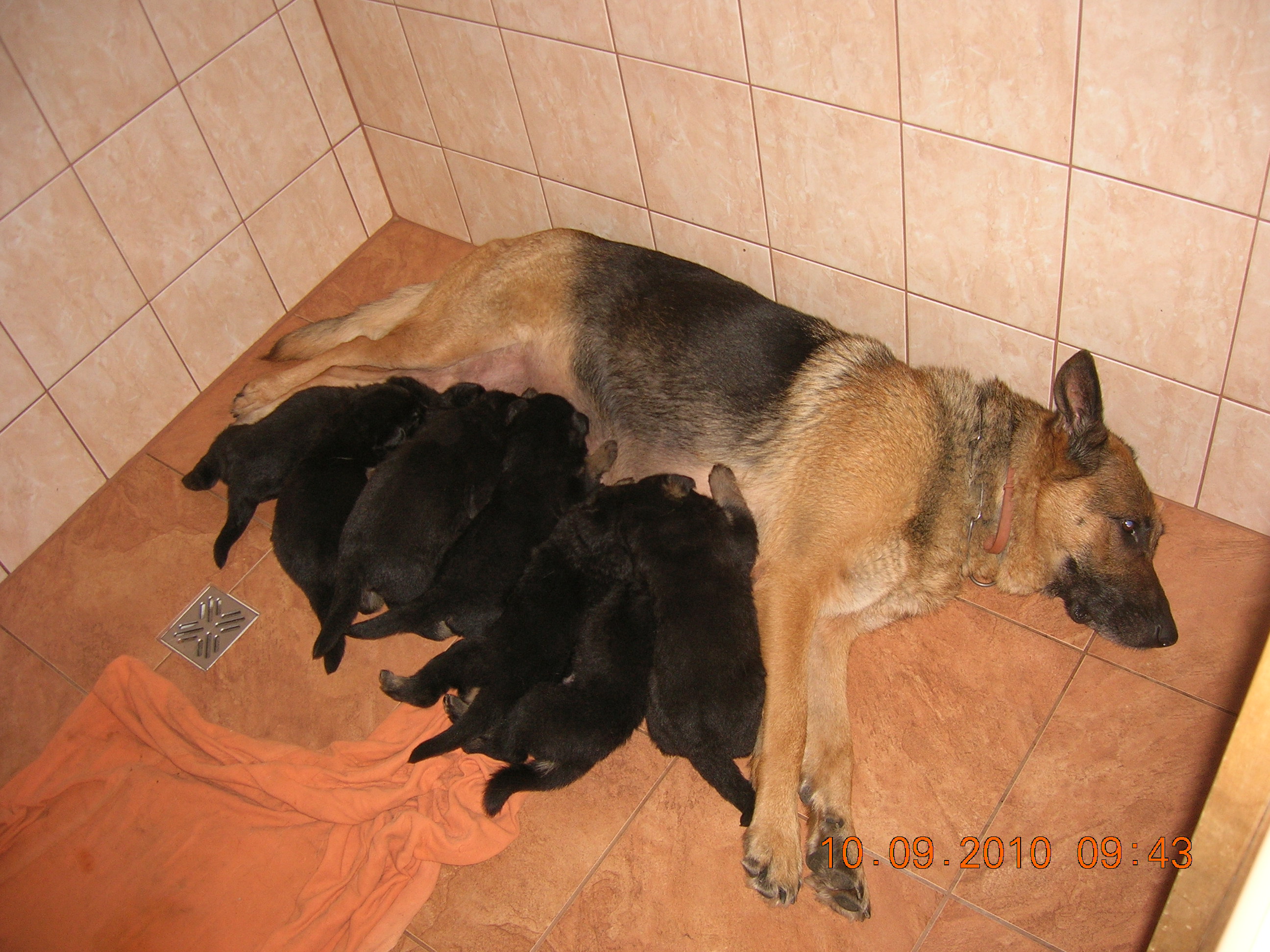 stenata nar. 19.08.